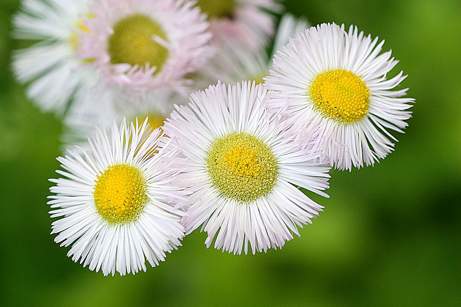 Daisies