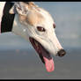 Greyhound