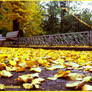 yellow autumn