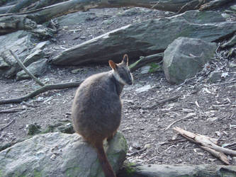 Little wallaby