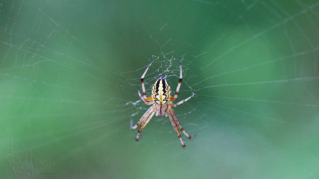 Araneus diadematus