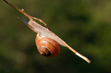 Snail \@