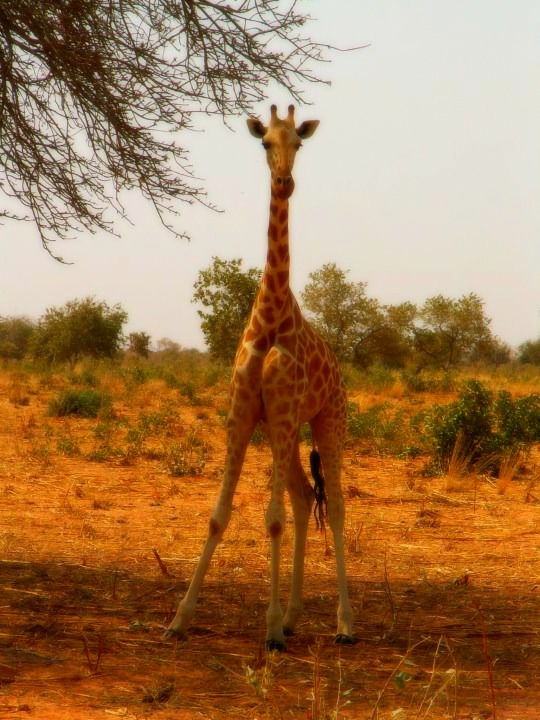 African beauty.Giraffe.