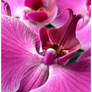 Orchid II