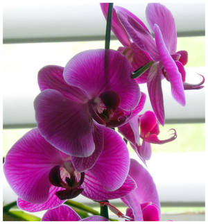 Orchid III