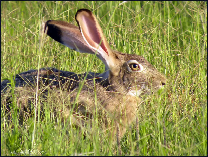 Rabbit, Jack