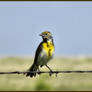 Prairie Songbird