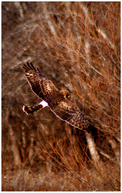 Northern Harrier Hunting II