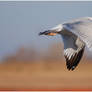 Ring-Billed Gull VI