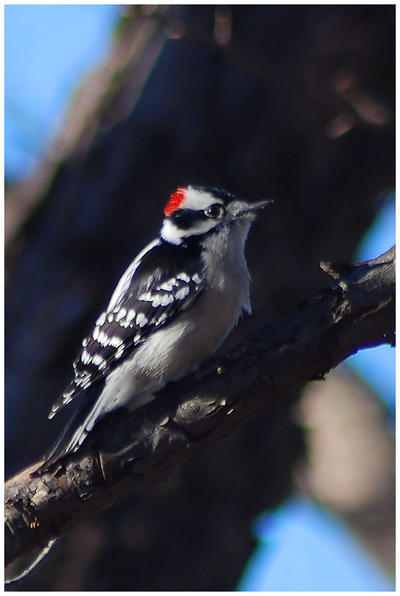 Downy Woodpecker iii