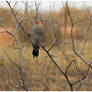 Red Shafted Northern Flicker