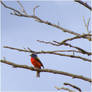 Painted Bunting