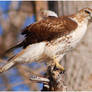 Redtail Juvenile II