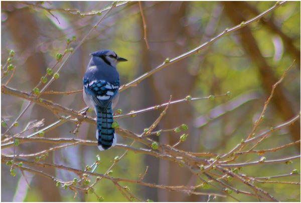 Springtime Jay