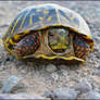 Colorful Turtle