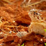 Horned Toad 2011
