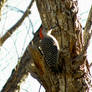 Red Bellied Woodpecker