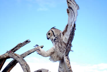 Great Horned Landing