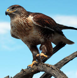 Ferruginous hawk in the Sonora Desert