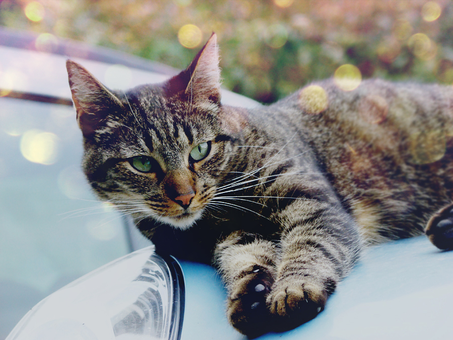 Cat on the car