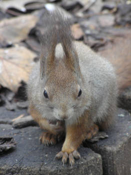 Squirrel