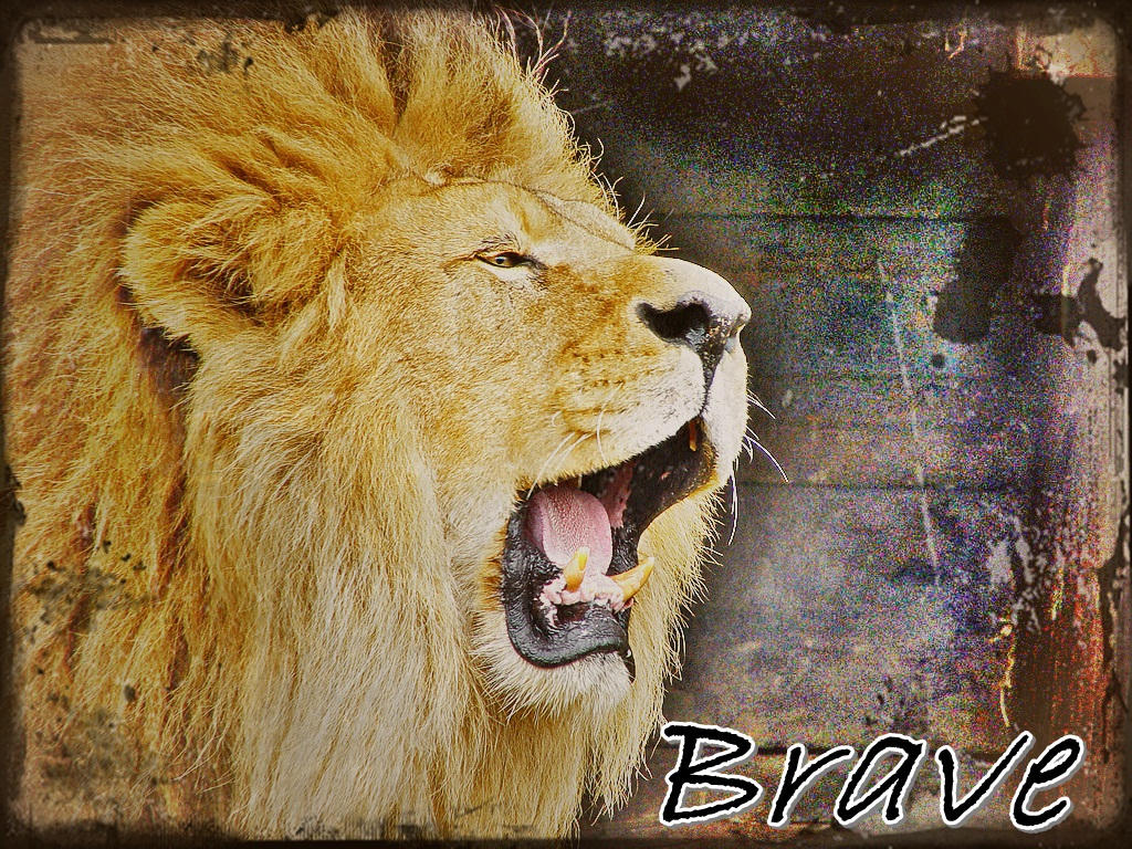 Brave Lion By Sandramandra On Deviantart Brave Lion By Sandramandra On Deviantart