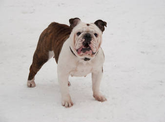 Camilla in the snow