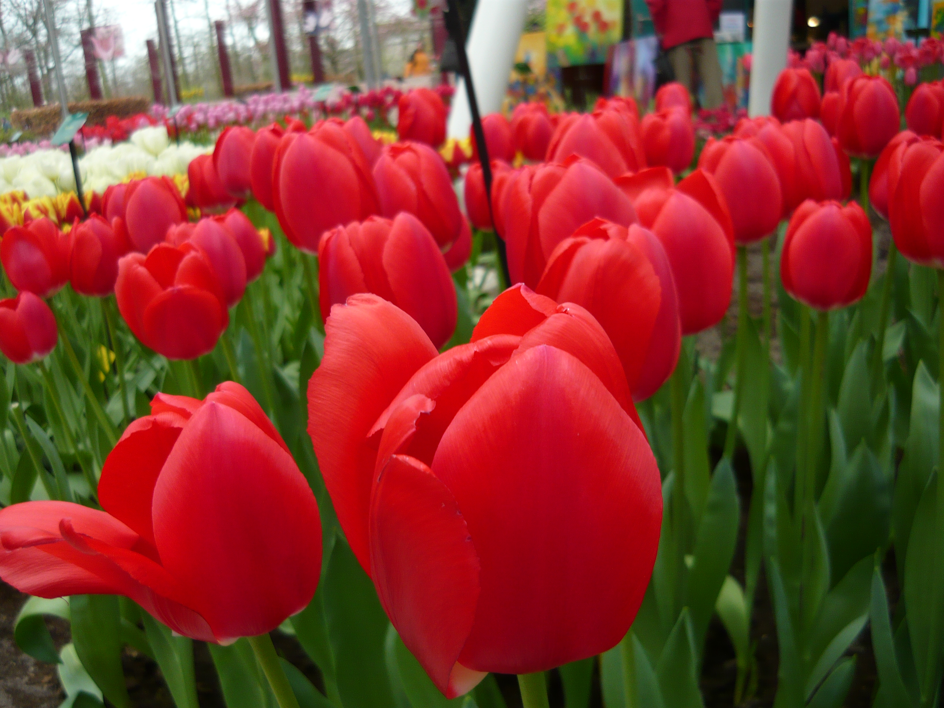 Macro Flowers