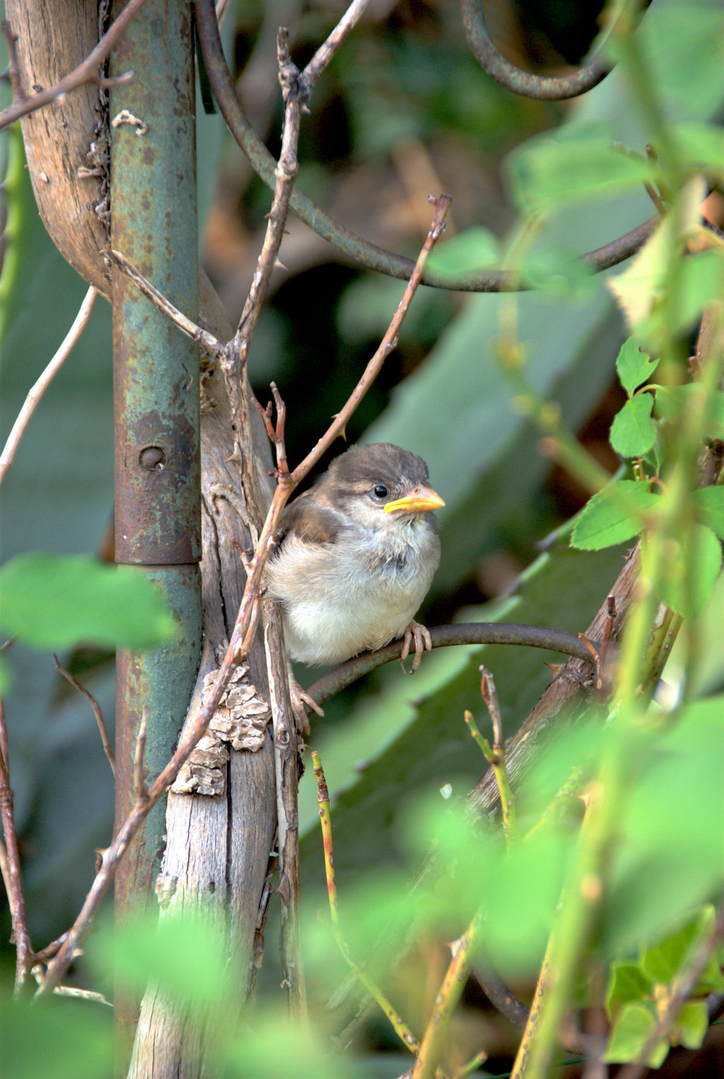 Young sparrow