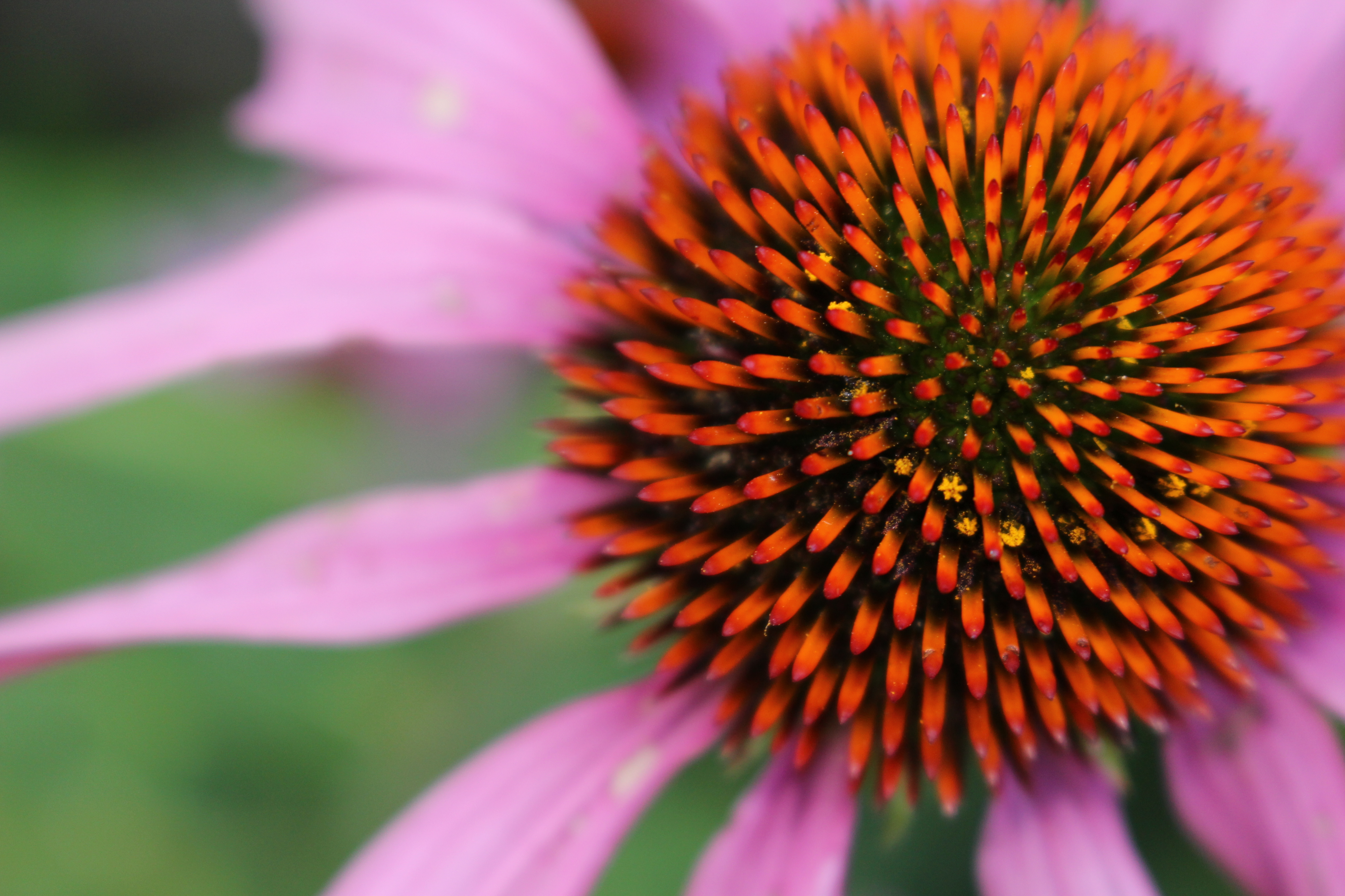 Echinacea