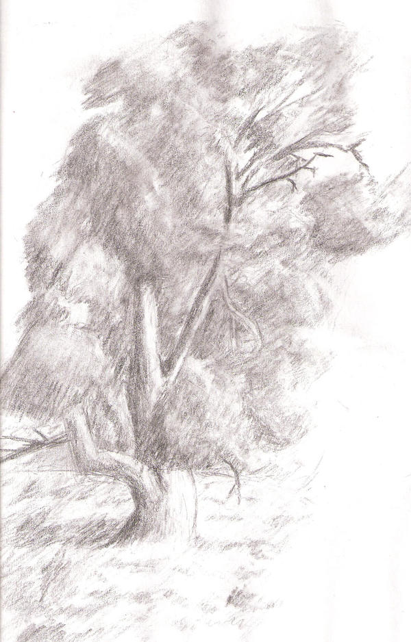 Tree Study Drawing tree study 1 by kippo94 on DeviantArt