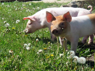 Escapee Piglets