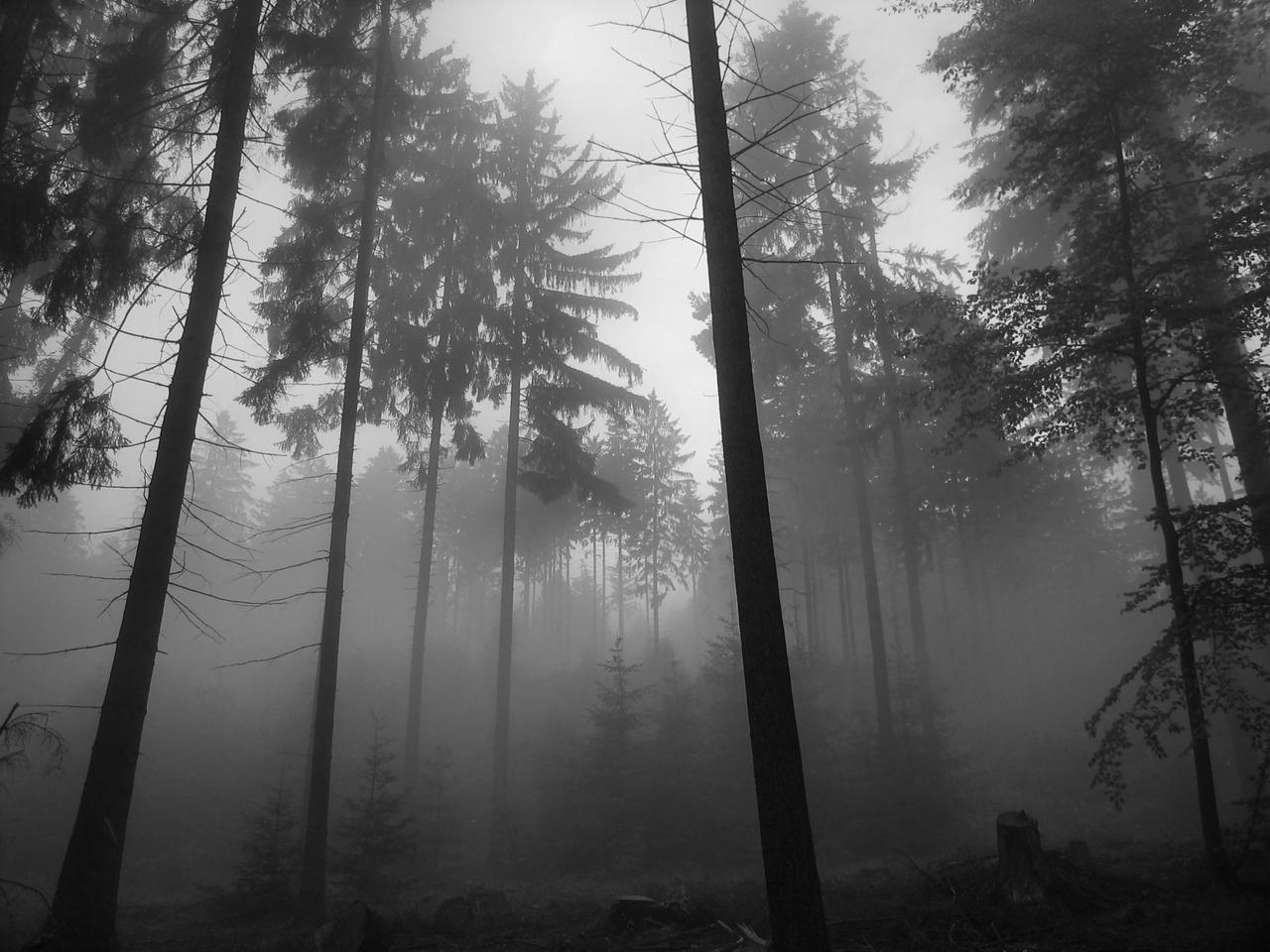 Foggy Forest