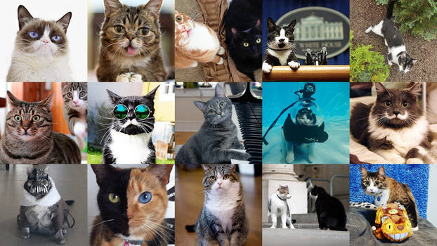 World Cat Day 2021 collage