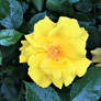 Yellow Dewy Rose