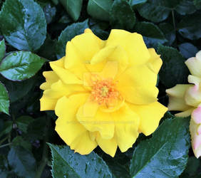 Yellow Dewy Rose