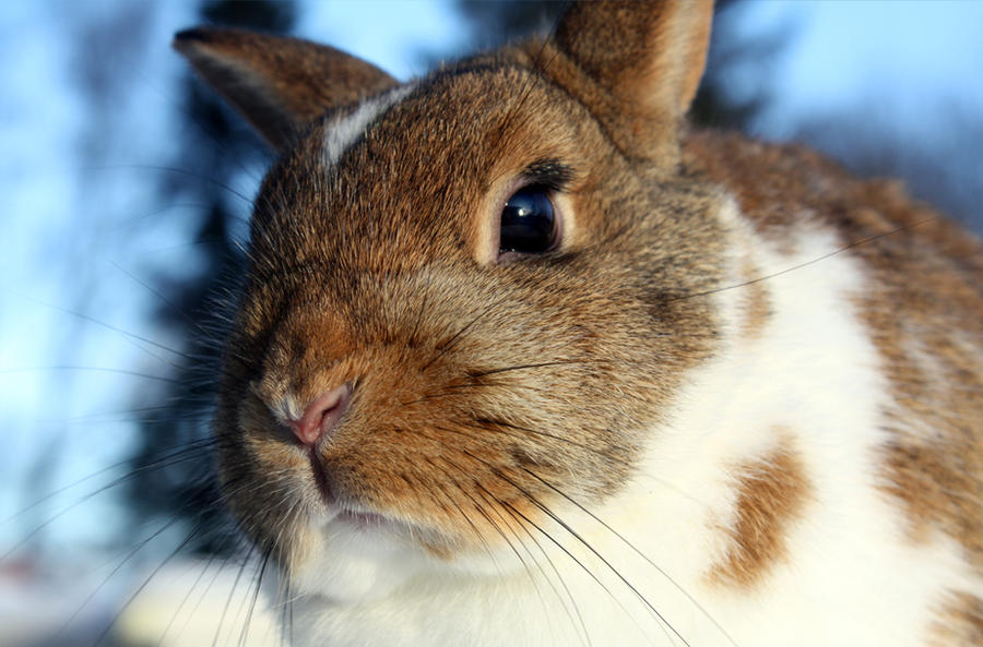 0 Rabitt rabbit 2 by Oriel94 on DeviantArt