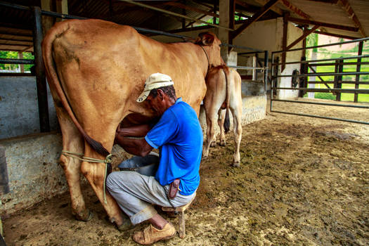 Milking the cow