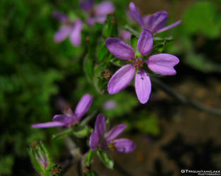 Purple Stars - GTMLPhotography