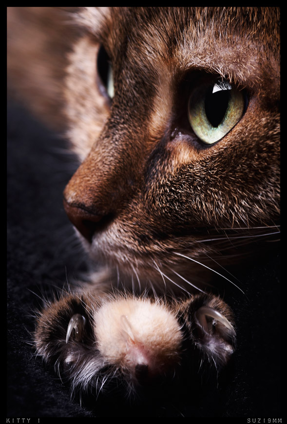 kitty 1 by suzi9mm