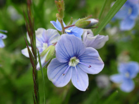 Blue flower