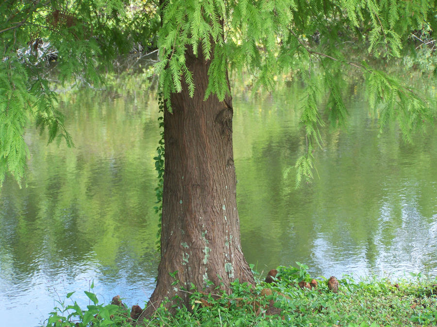 Lake Tree