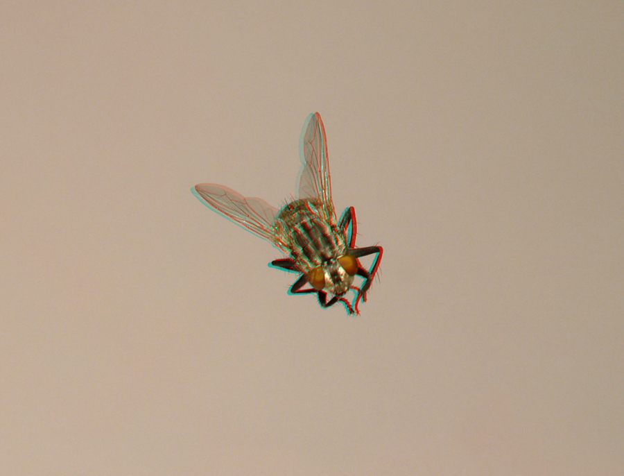 The flying fly - Anaglyph