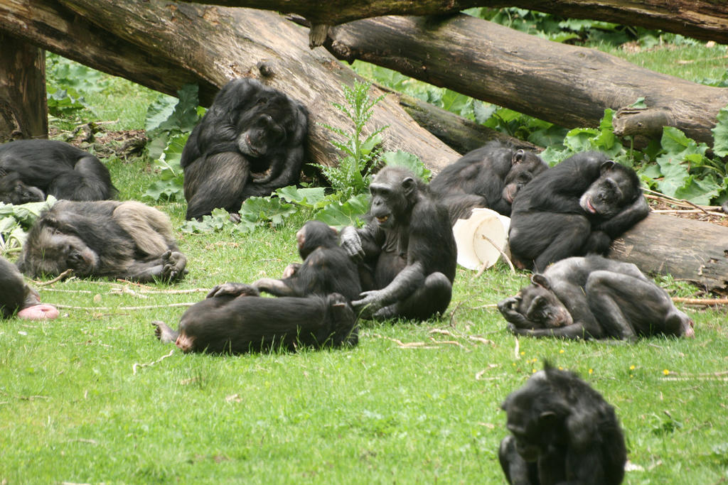 Burgerszoo 6 by RicSupra on DeviantArt