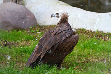 vulture II