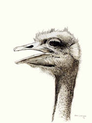 Ostrich 2