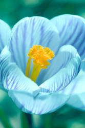 Flowers-Crocus 005