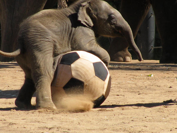 Play elephant. Слоны футболисты. Футбол на слонах. Слон играет в футбол. Слоненок с мячиком.
