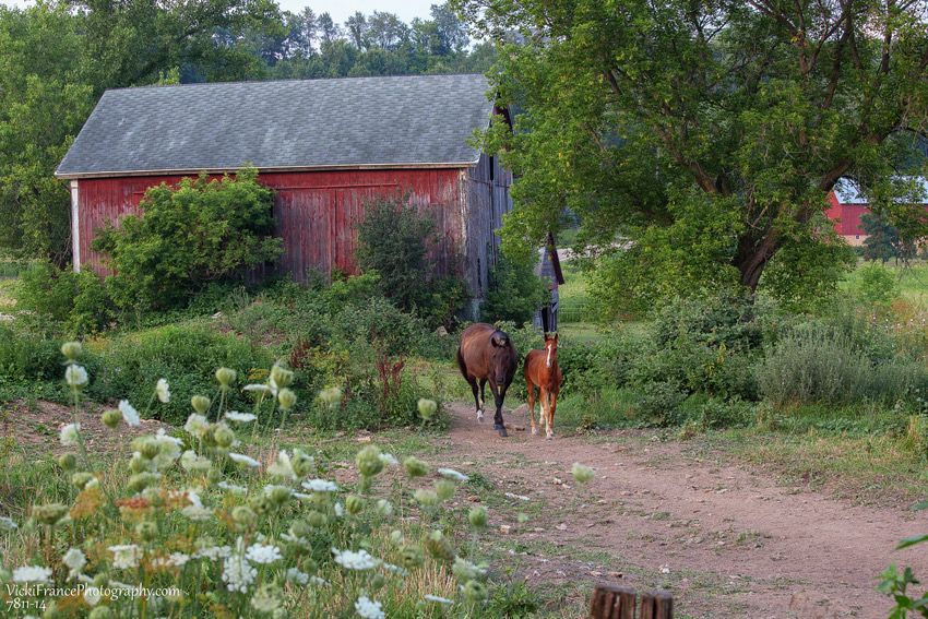 Mother and Colt