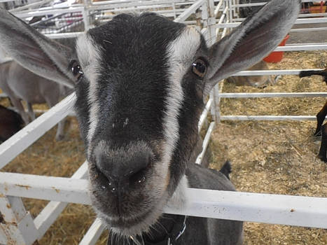 Goat's Greetings